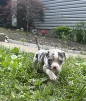 Meeka , a female American Bully for sale in Lowellville, OH – 2 of 3