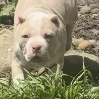 Clutch , a male American Bully for sale in Lowellville, OH – 3 of 8