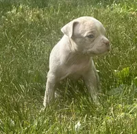Diesel , a male American Bully for sale in Lowellville, OH – 2 of 3