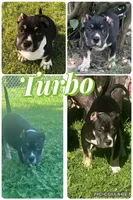 Turbo , a male American Bully for sale in Lowellville, OH – 1 of 9