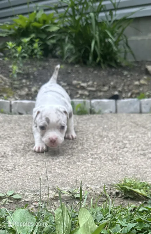 Kova  – American Bully puppy for sale in Lowellville, OH