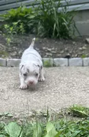 Kova , a female American Bully for sale in Lowellville, OH – 1 of 3