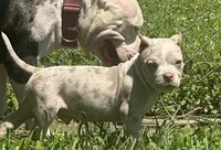 Diesel , a male American Bully for sale in Lowellville, OH – 3 of 8