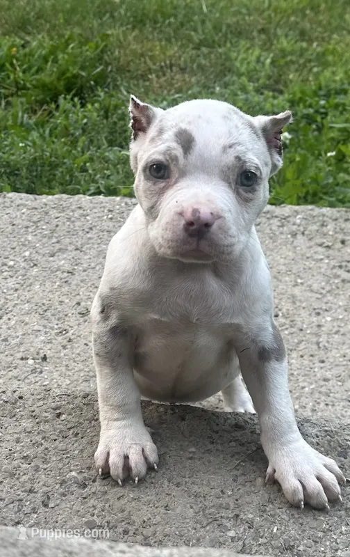 Kova  – American Bully puppy for sale in Lowellville, OH