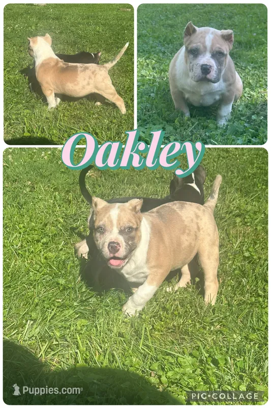 Oakley  – American Bully puppy for sale in Lowellville, OH