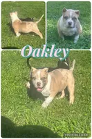 Oakley , a female American Bully for sale in Lowellville, OH – 1 of 8