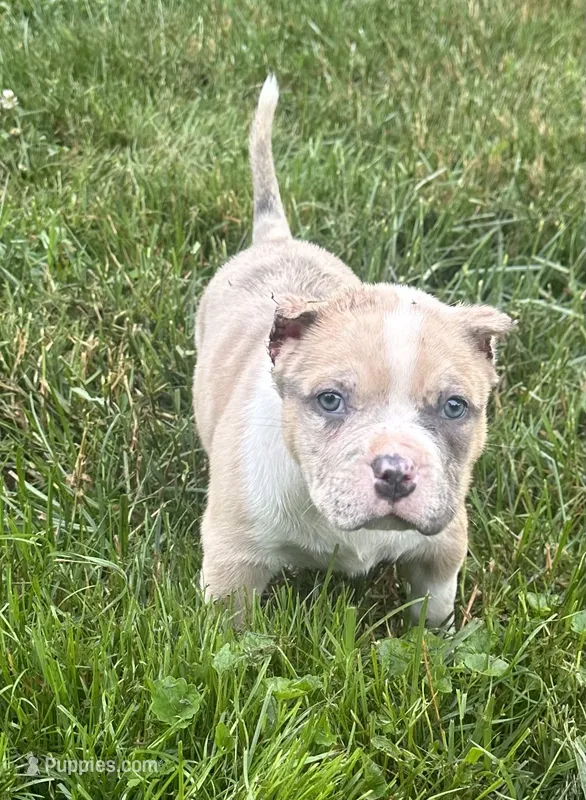 Oakley  – American Bully puppy for sale in Lowellville, OH
