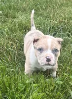 Oakley , a female American Bully for sale in Lowellville, OH – 4 of 8