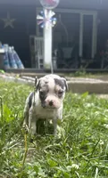 Meeka , a female American Bully for sale in Lowellville, OH – 1 of 3