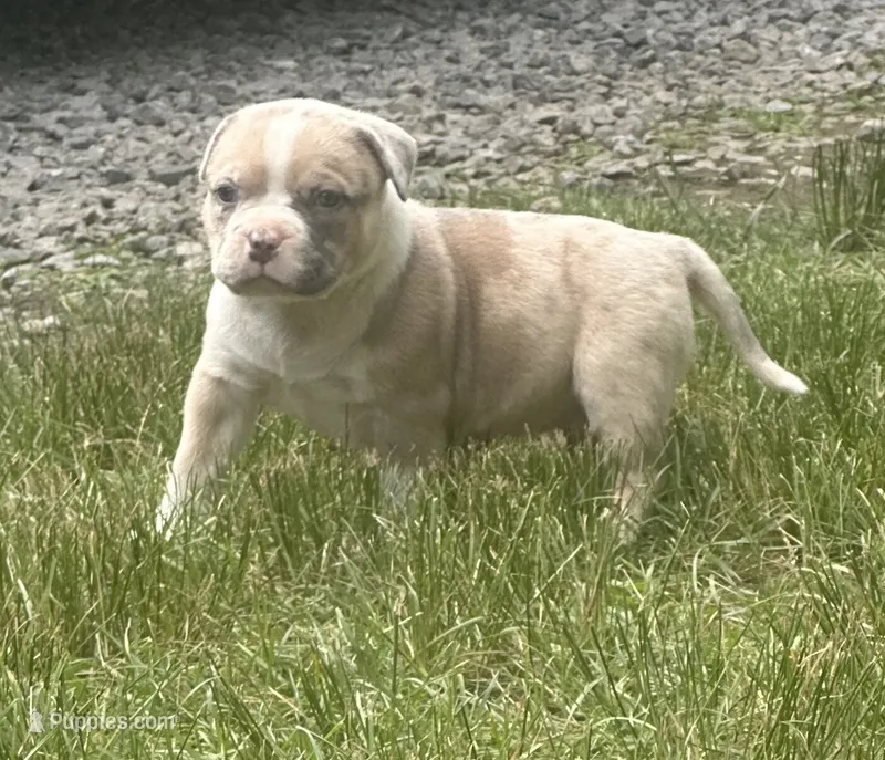 Oakley  – American Bully puppy for sale in Lowellville, OH