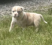 Oakley , a female American Bully for sale in Lowellville, OH – 1 of 3