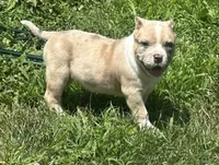 Oakley , a female American Bully for sale in Lowellville, OH – 3 of 8