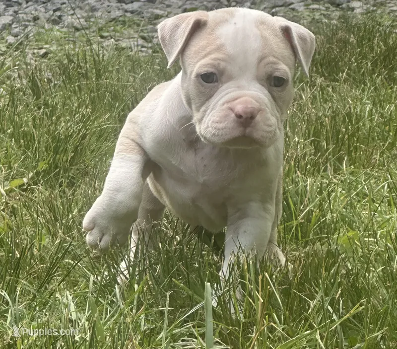 Clutch  – American Bully puppy for sale in Lowellville, OH