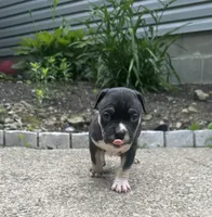 Turbo , a male American Bully for sale in Lowellville, OH – 2 of 3