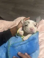 Kova , a female American Bully for sale in Lowellville, OH – 3 of 3