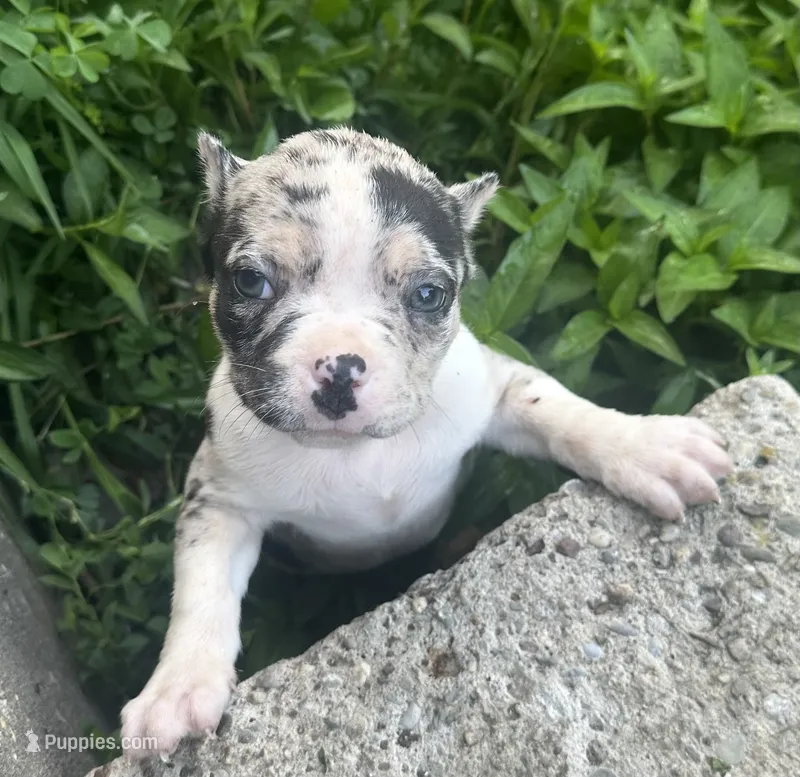 Meeka  – American Bully puppy for sale in Lowellville, OH