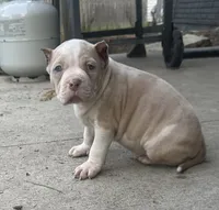 Clutch , a male American Bully for sale in Lowellville, OH – 5 of 8