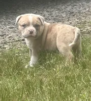 Oakley , a female American Bully for sale in Lowellville, OH – 3 of 3