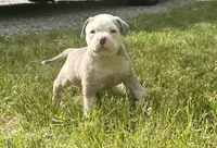Bailey , a female American Bully for sale in Lowellville, OH – 1 of 3