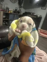 Oakley , a female American Bully for sale in Lowellville, OH – 2 of 3