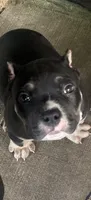 Turbo , a male American Bully for sale in Lowellville, OH – 6 of 9