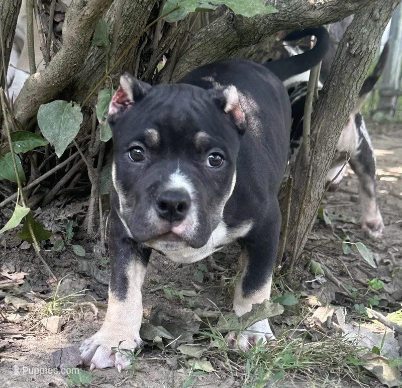Turbo  – American Bully puppy for sale in Lowellville, OH