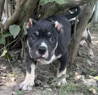 Turbo , a male American Bully for sale in Lowellville, OH – 4 of 9
