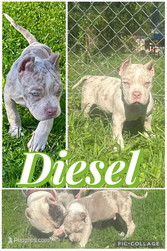 Diesel  – American Bully puppy for sale in Lowellville, OH