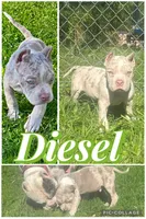 Diesel , a male American Bully for sale in Lowellville, OH – 1 of 8
