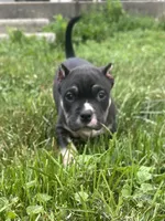 Turbo , a male American Bully for sale in Lowellville, OH – 2 of 9