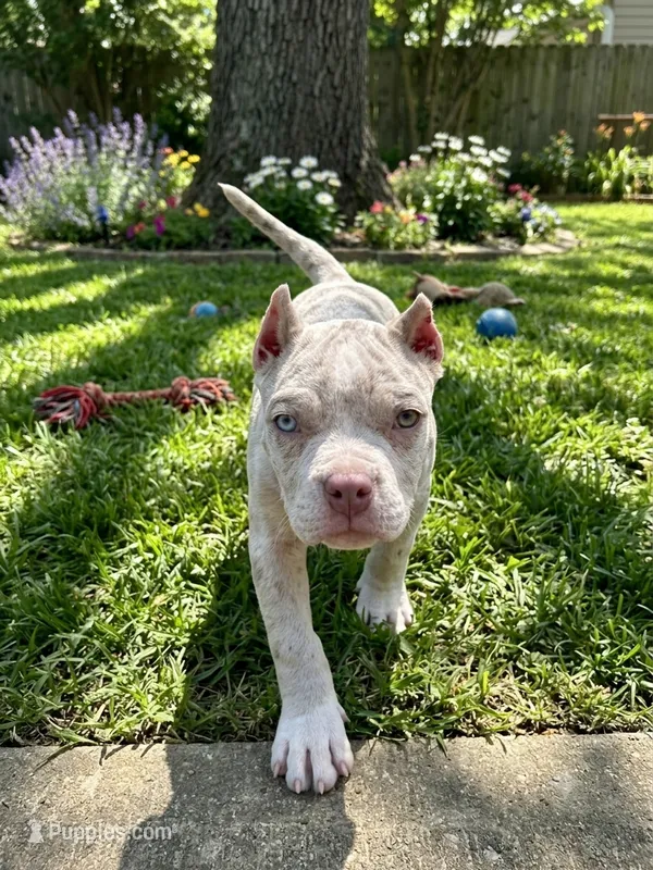 Diesel  – American Bully puppy for sale in Lowellville, OH