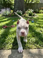 Diesel , a male American Bully for sale in Lowellville, OH – 2 of 8