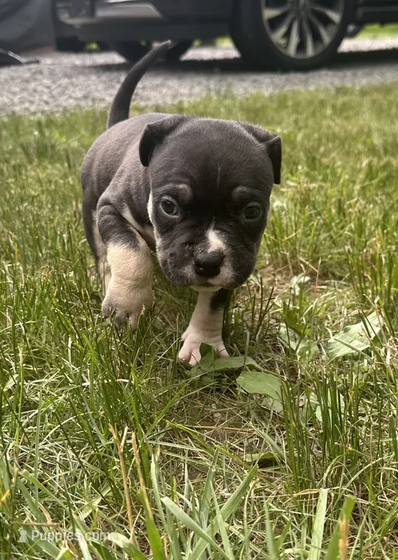 Turbo  – American Bully puppy for sale in Lowellville, OH