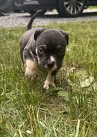 Turbo , a male American Bully for sale in Lowellville, OH – 1 of 3