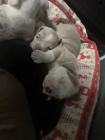 Bailey , a female American Bully for sale in Lowellville, OH – 2 of 3