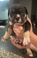 Turbo , a male American Bully for sale in Lowellville, OH – 3 of 3