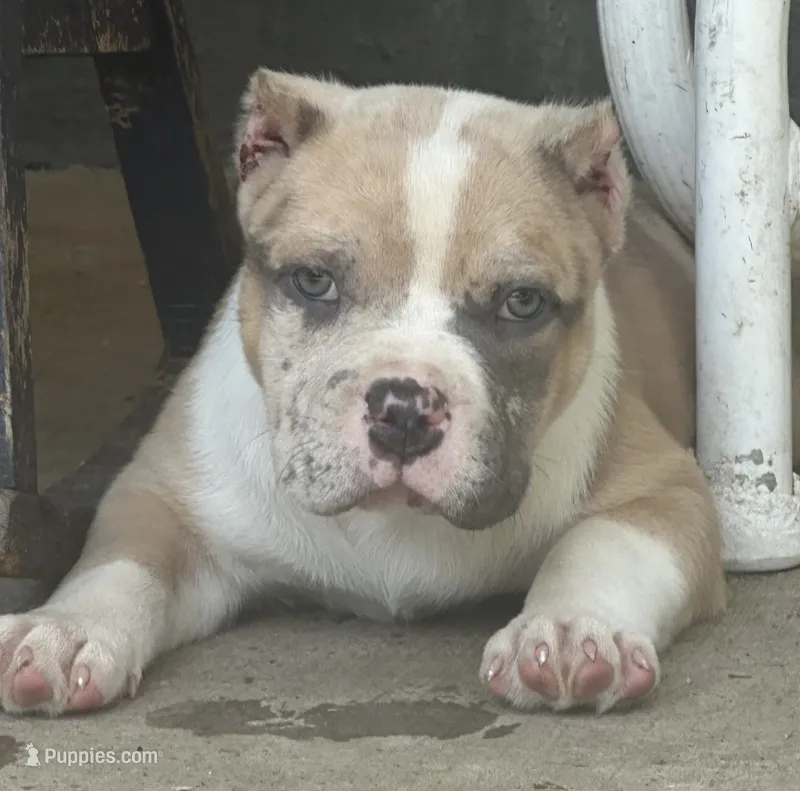 Oakley  – American Bully puppy for sale in Lowellville, OH