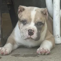Oakley , a female American Bully for sale in Lowellville, OH – 2 of 8