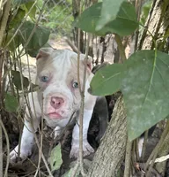 Clutch , a male American Bully for sale in Lowellville, OH – 8 of 8