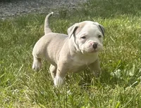 Bailey , a female American Bully for sale in Lowellville, OH – 3 of 3