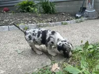Meeka , a female American Bully for sale in Lowellville, OH – 3 of 3