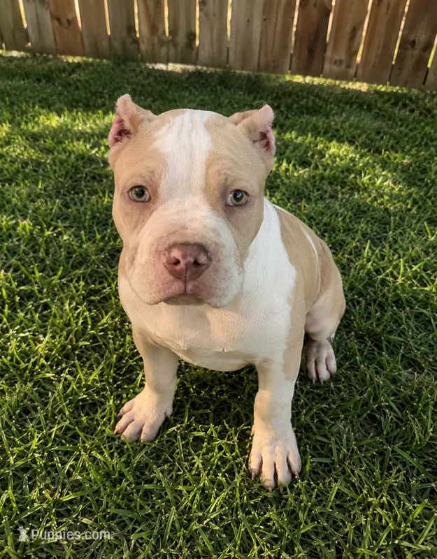 Clutch  – American Bully puppy for sale in Lowellville, OH