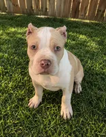 Clutch , a male American Bully for sale in Lowellville, OH – 2 of 8