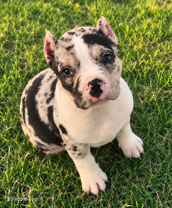 Meeka  – American Bully puppy for sale in Lowellville, OH