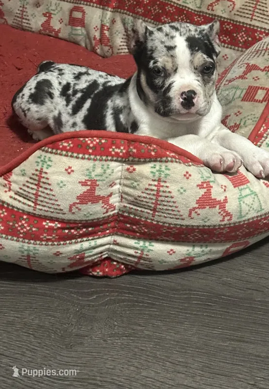 Meeka  – American Bully puppy for sale in Lowellville, OH