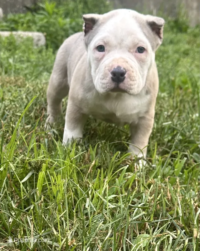 Bailey  – American Bully puppy for sale in Lowellville, OH