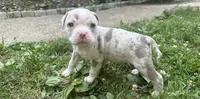 Kova , a female American Bully for sale in Lowellville, OH – 2 of 3