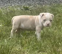 Clutch , a male American Bully for sale in Lowellville, OH – 2 of 2