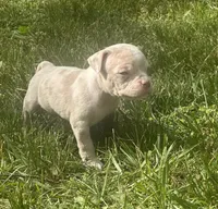 Diesel , a male American Bully for sale in Lowellville, OH – 3 of 3