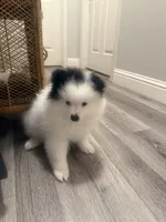 Junior (Valentino), a female Pomeranian for sale in Fresno, CA – 4 of 4
